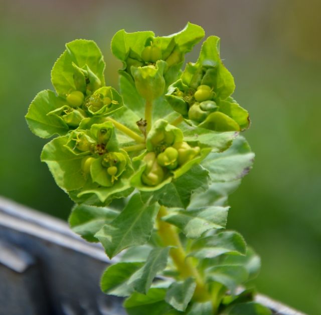 Euphorbia helioscopia